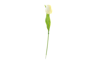 tulip 1ks sf116747
